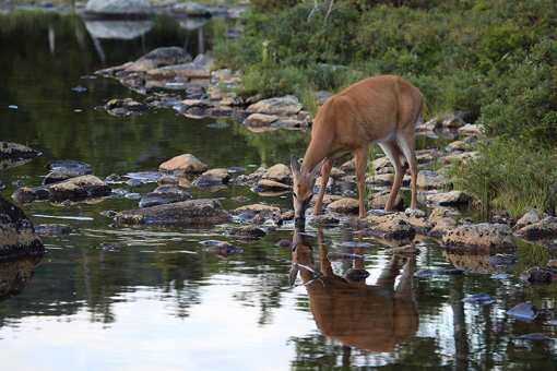 The 10 Best State Parks in Maine!